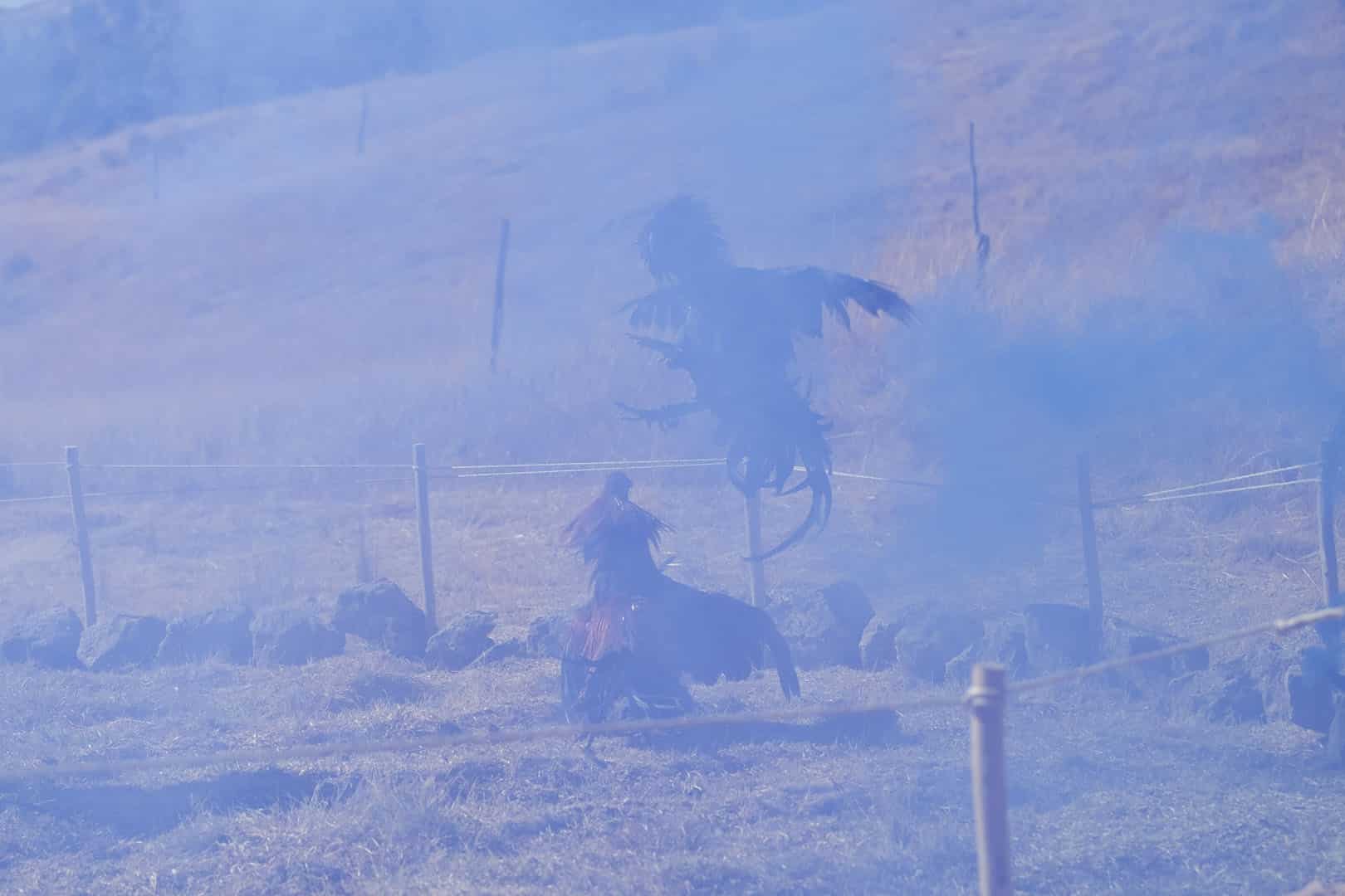 07_goldbard_FELA_gallos