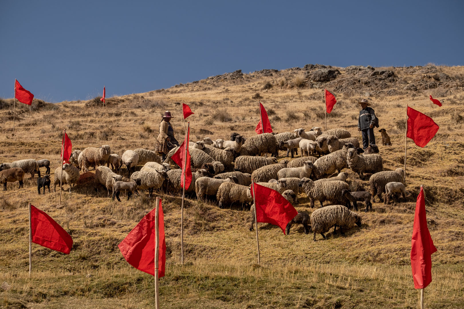 11_goldbard_FELA_banderas